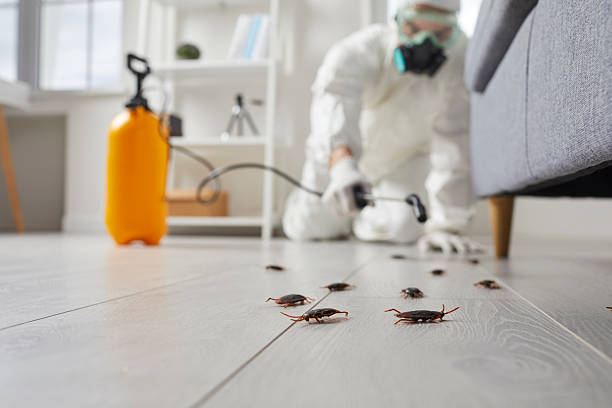Trusted Rodent Control service in Salmon Creek, WA - Nex Pest Control